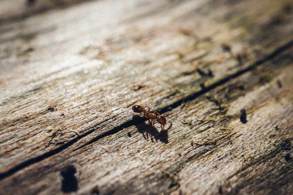 Eastern Exterminating Florida Pest Control